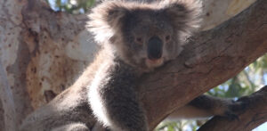 Kangaroo Island Wilderness tours