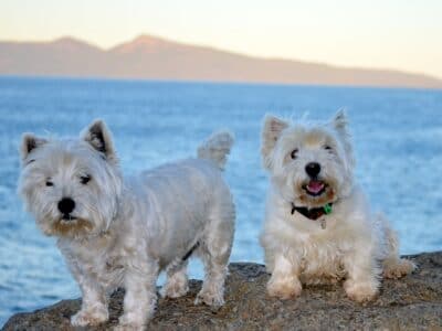 Meredith House and Mews - Tour Australia In Style - Australia Travel