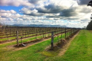Adina Vineyard - adina Adina Vineyard - Tour Australia In Style - Australia Travel