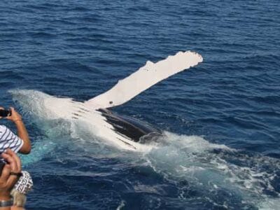 Freedom Whale Watch Hervey Bay - Tour Australia In Style - Australia Travel