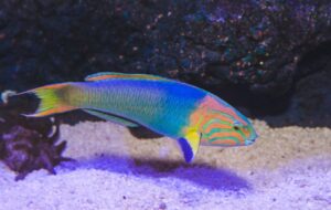 Cairns aquarium