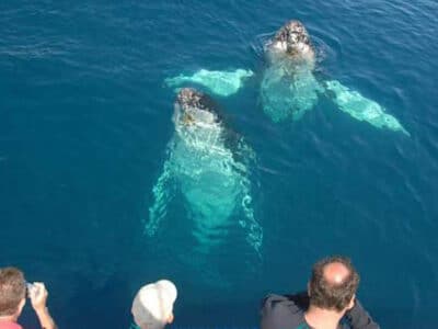 Whalesong Cruises Hervey Bay - Tour Australia In Style - Australia Travel