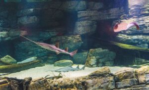 Cairns Aquarium - Cairns Aquarium