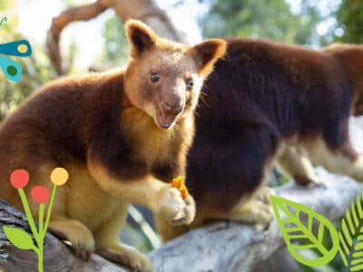 Three Great Zoos - Alive with Wonder - Tour Australia In Style - Australia Travel