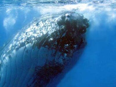 Spirit of Hervey Bay - Tour Australia In Style - Australia Travel