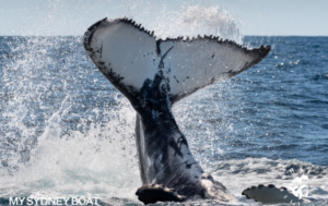 Sydney Harbour Boat Tours - Sydney Harbour Boat Tours
