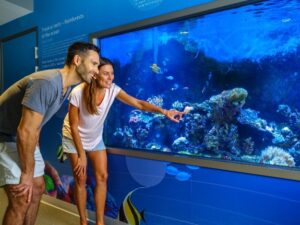 dolphin discovery