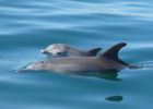 Dolphin Discovery
