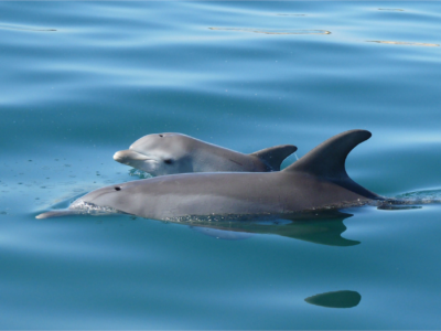 Dolphin Discovery