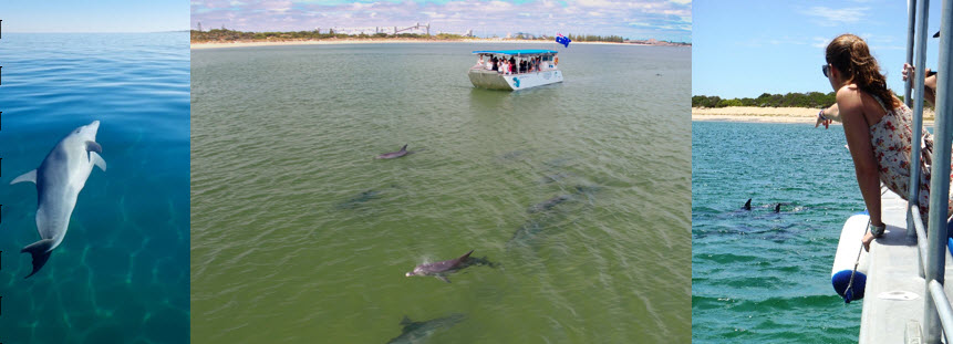 dolphin discovery