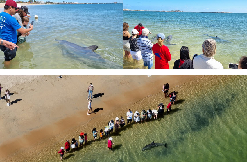dolphin discovery