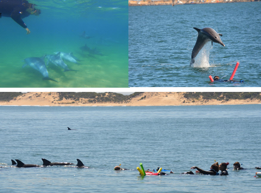 dolphin discovery