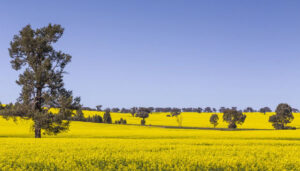 Three Ponds Estate - Riverina - Three ponds