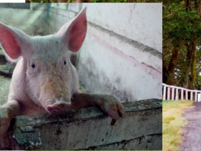 Mowbray Park Farm