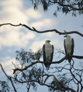 Noosa Queen River Cruise - Noosa Queen