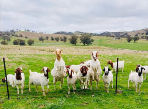 Hillview Farmstay - Hillview