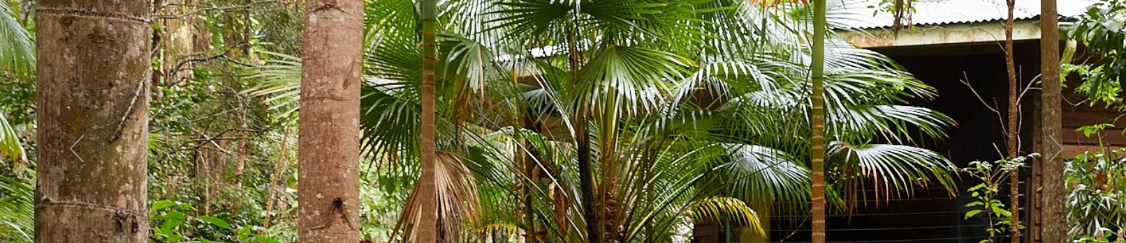 Wollumbin Palms Rainforest Retreat - Wollumbin Palms