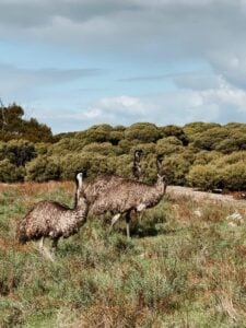 Bayside Glamping - Yorke Peninsula - bayside glamping