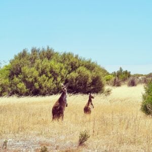 Bayside Glamping - Yorke Peninsula - bayside glamping