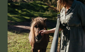 Riverlea Stables - Mudgee - Riverlea Stables