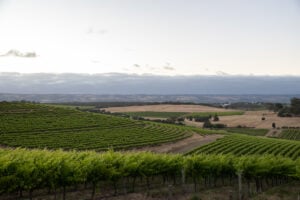 Rare Earth Retreats - McLaren Vale - Rare Earth