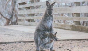 43 Degrees - Bruny Island - 43 degrees 43 Degrees - Bruny Island - 43 degrees