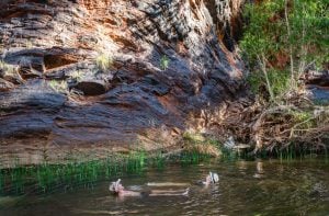 Cheela Plains Station - Paraburdoo WA - Cheela plains