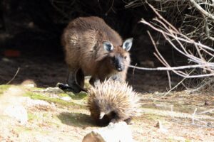 Kangaroo Island Touring - kangaroo island