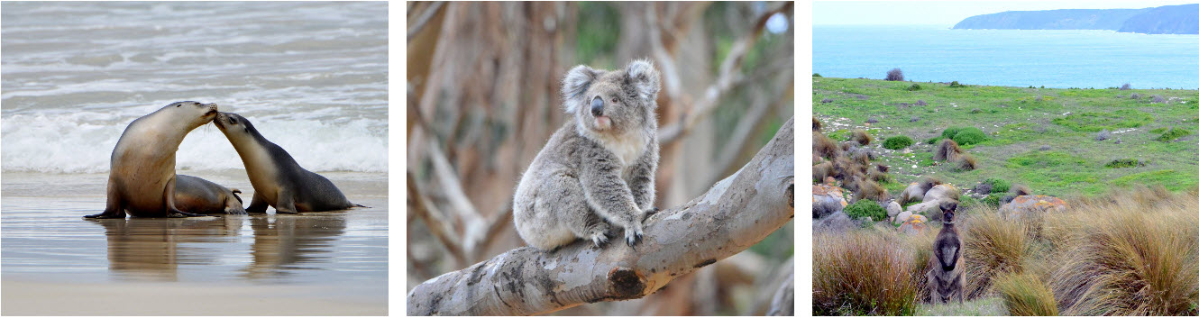 Kangaroo Island Touring - kangaroo island