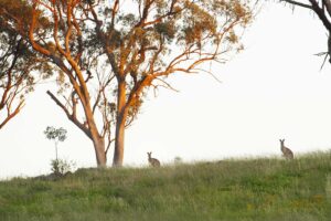 Rosby Wines & Guesthouse - Rosby